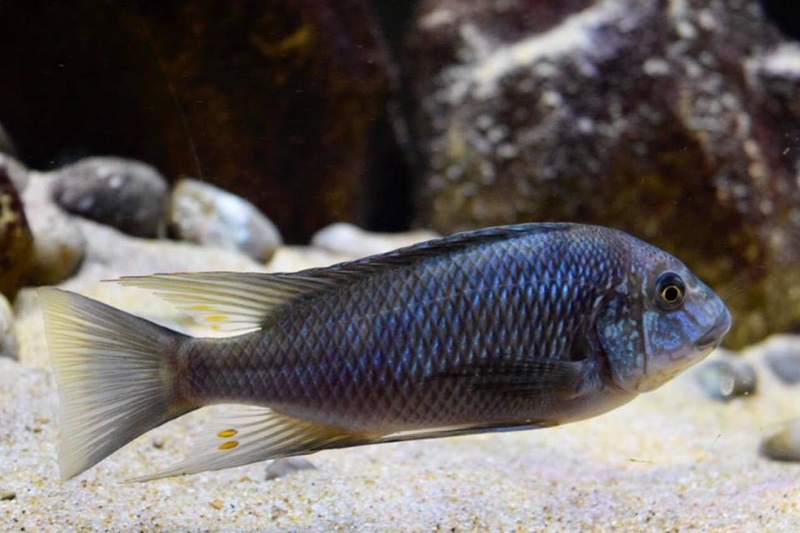 Petrochromis sp. 'texas' Mahale Mountains NP